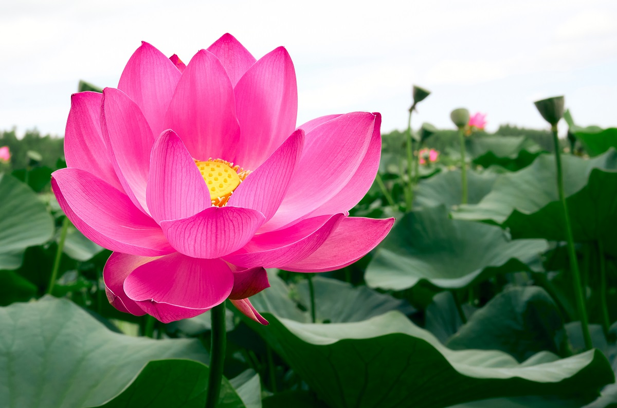 Lotus Roz Floarea de lotus – semnificație, proprietăți și curiozități | Unica.ro